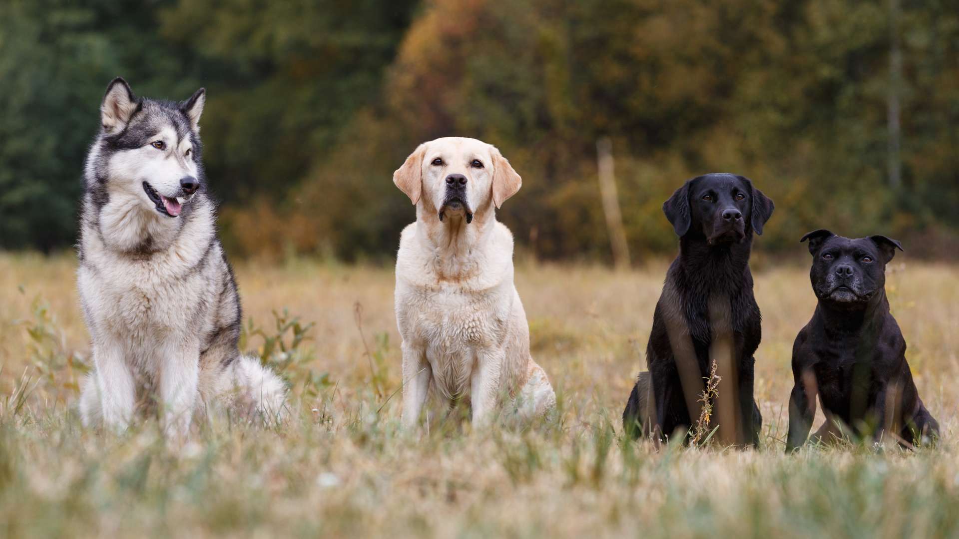 Discovering Beautiful Rare Dog Breeds: Resilience, Care, and Conservation Efforts